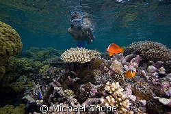 My wife snorkeling with clown fish on the Qamea reef in F... by Michael Shope 